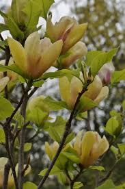 Image result for magnolie sunsation