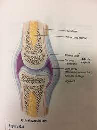 Synovial Joint Permit Wide Range Of Motion And Are Diarthrosis Freely Mobile Joint Synovial Joint Yellow Bone Marrow Synovial Fluid