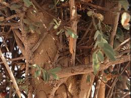 Image result for Plicosepalus