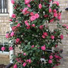 I Love Camellias Hope Mine Will Look As Good As This Bloom Where Youre Planted Large Backyard Landscaping Climbing Roses
