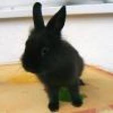 Darf Ein Kaninchen Kohlrabi Fressen Oder Bekommt Es Davon Blahungen