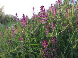 Image result for Fumaria abyssinica