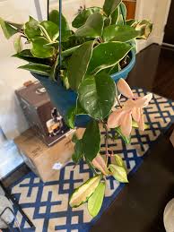 Maybe you would like to learn more about one of these? Crimson Queen Reverting To Crimson Princess Hoyas