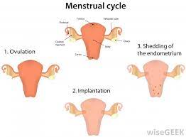 Menstrual cycle discharge after ovulation if pregnant. What Happens To Cervical Mucus During The Luteal Phase