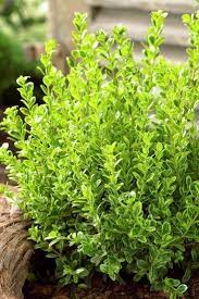 A dense, rounded, and compact shrub with rich green variegated foliage accented with gold edges. Little Leaf Boxwood Buxus Microphylla Golden Dream Mediterranean Plants Tropical Landscaping Square Foot Gardening