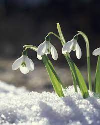 The Best Winter Flowers To Brighten Up Your Garden Winter Flowers Birth Flowers Amazing Flowers