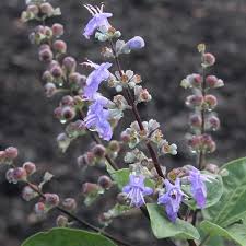 Image result for Vitex franceseana