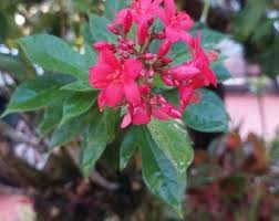 Image result for Jatropha erythropoda