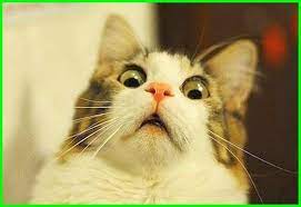 Gambar Kucing Lucu Imut Dan Paling Menggemaskan Sedunia Gambar Kucing Lucu Menggambar Kucing Kucing Lucu
