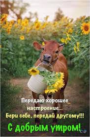 красивые картинки прикольные картинки с добрым утром скачать бесплатно на телефон Osen Dobroe Utro Kartinki So Slovami I Stihami Krasivye S Dobrym Utrom Horoshego Dnya I Vechera Osennie Otkrytki S N V 2020 G Dobroe Utro Utrennie Citaty Otkrytki