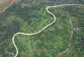 Image result for Cassia agnes