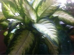 Free Plant Identification Container Plants Plant Leaves Houseplants