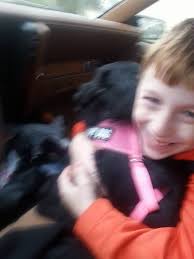 Lost female long black lab mix in Roosevelt