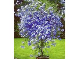 Zierstrauch Plumbago 2 Pflanzen Bleiwurz Plumbago Auriculata Kubelpflanze Fur Balkon Und Terrasse 1 Kubelpflanzen Pflanzen Straucher Pflanzen