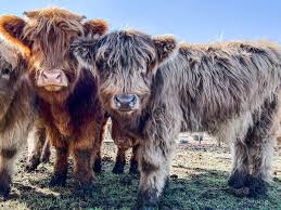 Highland girls! 2 red and 2 dun Bells, TX