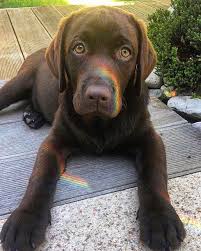 Comment Bien Eduquer Son Chiot Pas A Pas Mois Par Mois Vous Souhaitez Bien Dresser Votre Berger Allemand Plus Vo Chiot Eduquer Un Chiot Photos Bebe Animaux