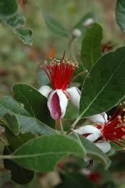 Explore 39 listings for calves for sale in south africa at best prices. How To Use Edible Flowers Sa Garden And Home