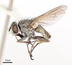 Image result for Dicliptera hensii