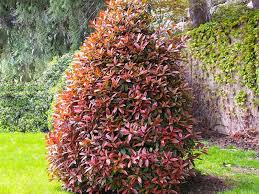 Image result for Photinia serrulata