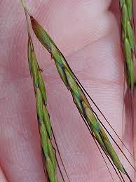 Image result for Hyparrhenia rufa