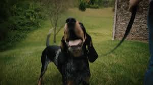 Dog Howl Gif Find Share On Giphy Hounds, particularly bloodhounds and basset hounds, have a strong instinct to howl and bay. dog howl gif find share on giphy