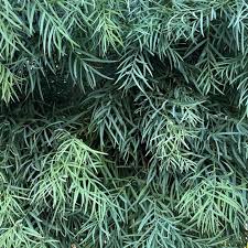 Image result for Afrocarpus