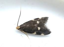 Image result for Ethmia dodecea