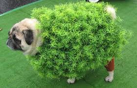 Bush Pug Pug Halloween Costumes Pugs In Costume Dog Halloween