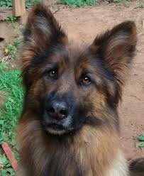 1x female long coat 1x malefor more info contact 0813780050.8 weeks and ready for new homes.asking 3.7 Spayed Beautiful Long Haired Long Coat German Shepherd Female For Sale In Elizabethton Tennessee Classified Americanlisted Com