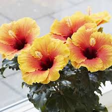 The last few winters in the tampa bay area have been brutally cold and encouraged our customers to replace a lot of their tropicals that didn't make it with cold hardy plants and trees. Hibiscus Flamenco Apollo