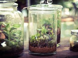 Flaschengarten So Bekommst Du Deinen Eigenen Dschungel Fur Zuhause In 2020 Flaschengarten Gartenarbeit Fur Anfanger Krautergarten Drinnen