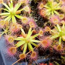 Image result for Drosera pilosa