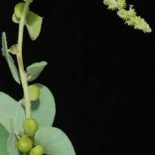 Image result for Cissampelos mucronata