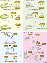We would like to show you a description here but the site won't allow us. Proteases An Overview Sciencedirect Topics