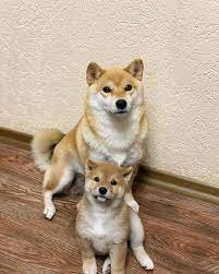 shiba inu dog shiba inu dog dogs shiba inu