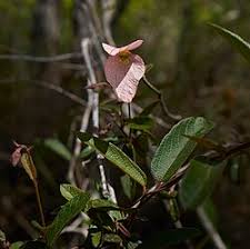 Image result for Dalechampia capensis