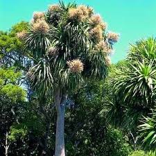 Image result for nz native trees