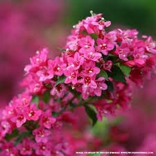 We did not find results for: Sonic Bloom Weigela For Sale At The Grass Pad