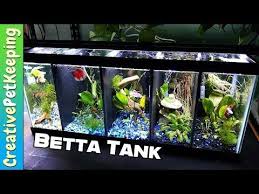 Divided Betta Tank Setup Split Betta Fish Tank 20 Gallon Youtube Betta Tank Betta Fish Tank Beta Fish Tank