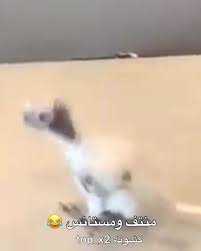 pin on مقاطع مضحكه نكت وناسه من سناب كشتاليزا
