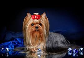 Терьеры: стандарты породы, особенности содержания, здоровье и уход