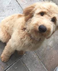 Almond blossom doodles is committed to raising beautiful and healthy teddy bear english. Doodle Facts Ponsonby Poodle Doodles