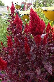 Celosia Argentea Var Plumosa Sunday Red Deep Ruby Leaves And Flowers August Flowers Beautiful Flowers Gothic Garden