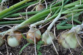 We did not find results for: How To Harvest And Store Onions Vegetarian Times