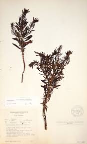 Image result for Anthospermum ammannioides