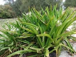 Image result for Crinum aurantiacum