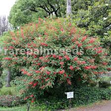 Image result for Erythrina crista-galli