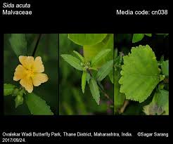 Image result for Sida serratifolia