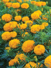 Maybe you would like to learn more about one of these? All About Marigolds Burpee