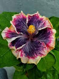 Hibiscus Hibiscus Food Garden Beautiful Butterflies